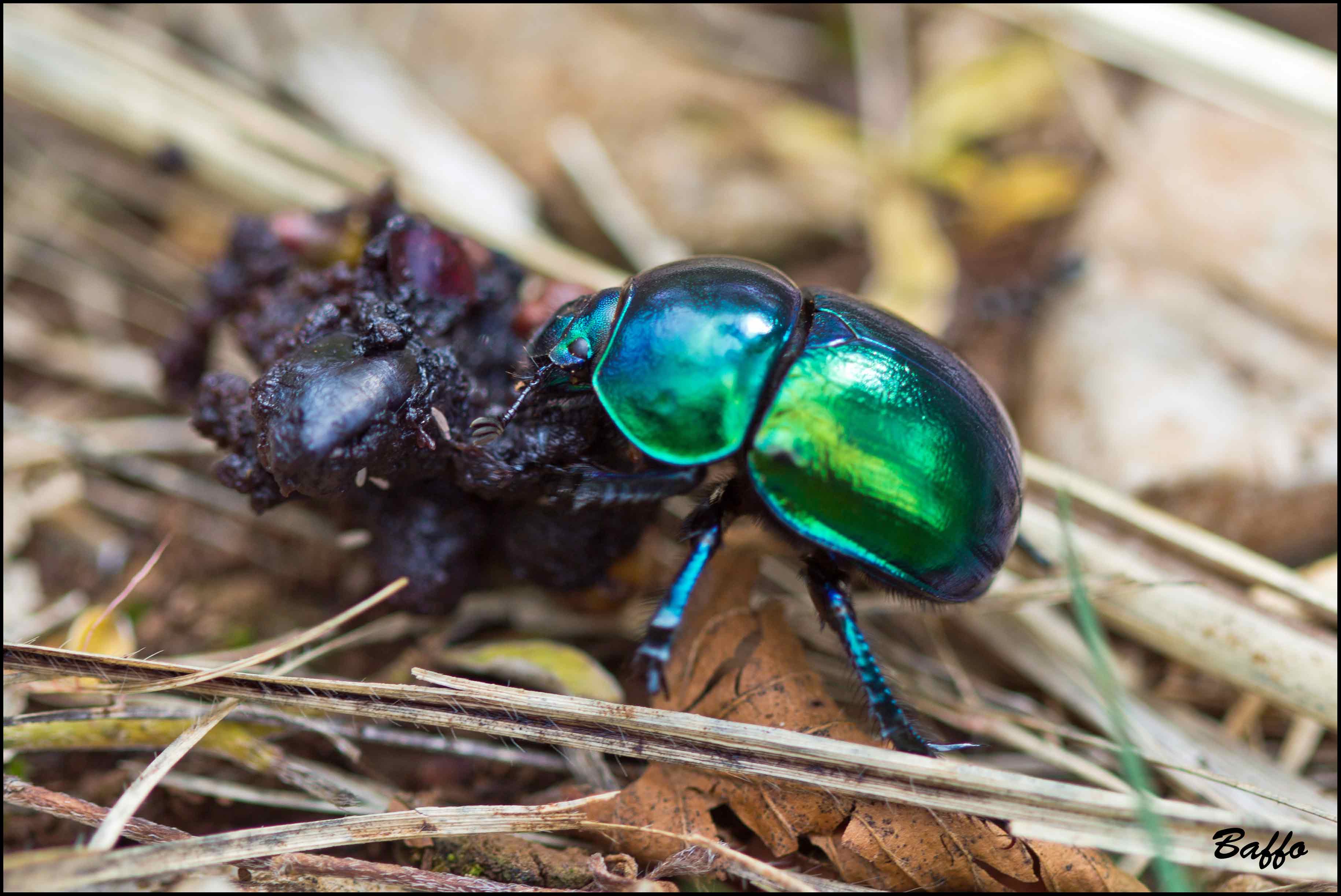 Scarabeo stercoraro? Probabile Trypocopris vernalis